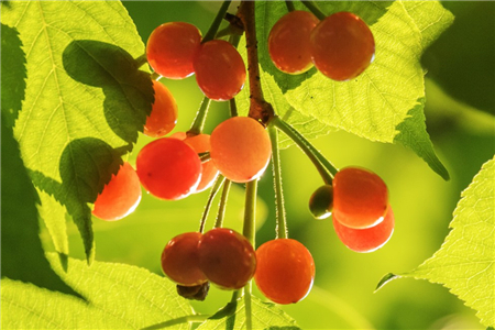 樱桃树10公分价格