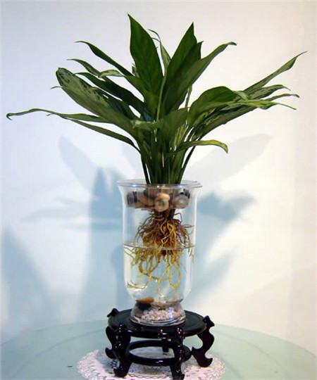 水培植物有哪些好养活