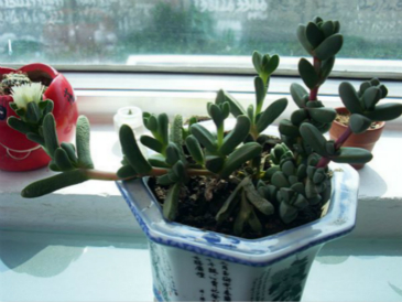 鹿角海棠用什么肥料