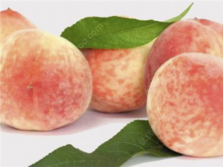 蟠桃的主要品种有哪些?