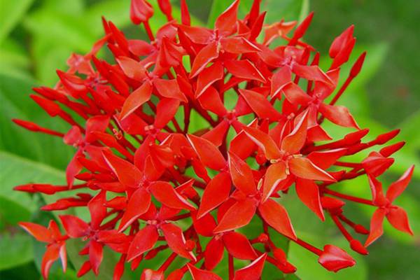 仙丹花施什么肥养得好(仙丹花开花后怎么处理)