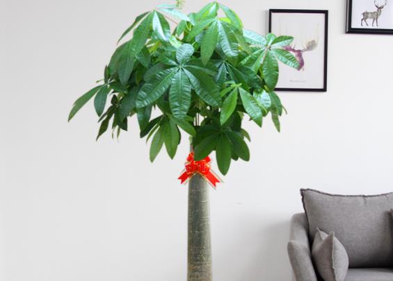 养发财树施什么肥最好氮肥钾肥等对枝叶有效(发财树用什么氮肥好)