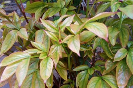 芍药叶子发黄发蔫怎么补救