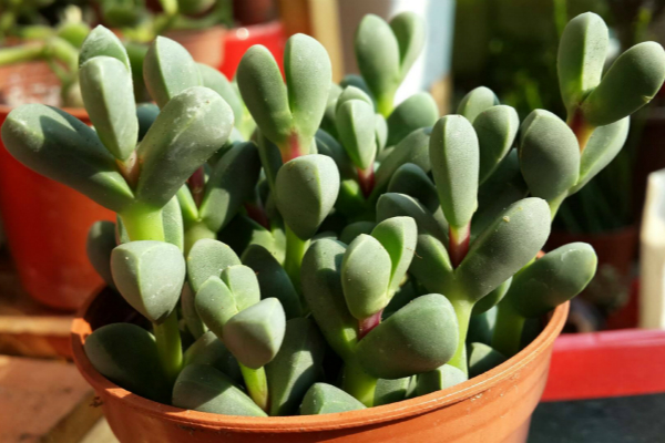 鹿角海棠怎么施肥(鹿角海棠用什么肥料)