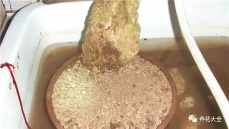 扔花盆有什么忌讳