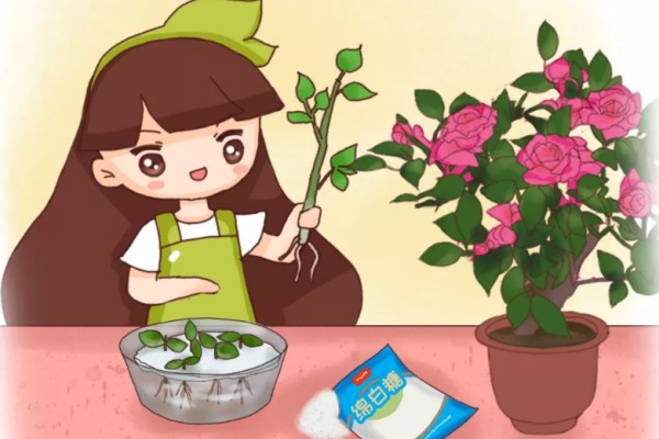 生根剂不用买只需2分钟在家就能做生根率100%！(自己做生根剂怎么做)