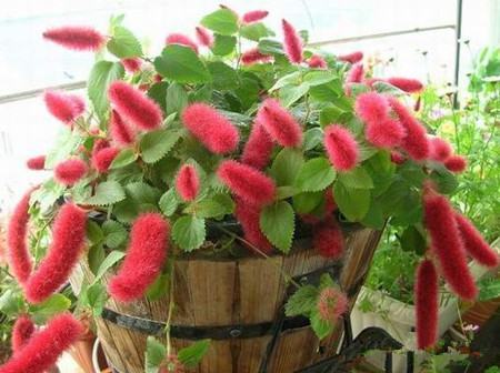 红色狗尾草叫什么