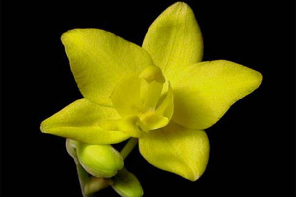 苞舌兰怎么浇水(苞舌兰怎么养)