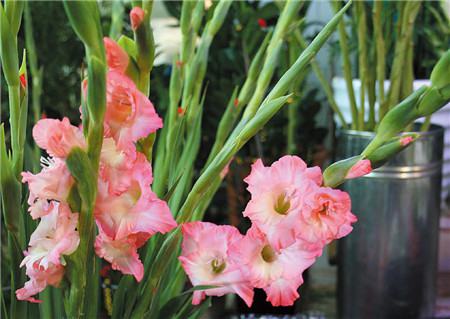 唐菖蒲的栽培管理要点