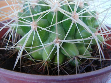 仙人球几天浇一次水夏天