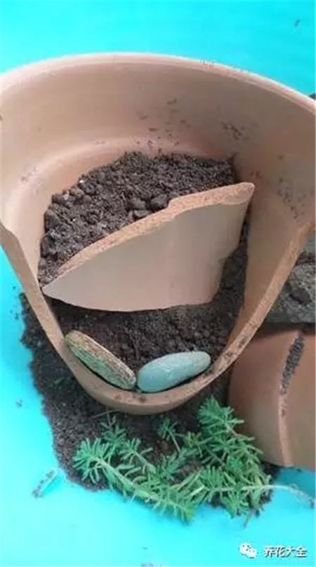 扔花盆有什么忌讳