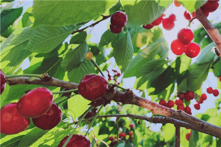 樱桃树10公分价格