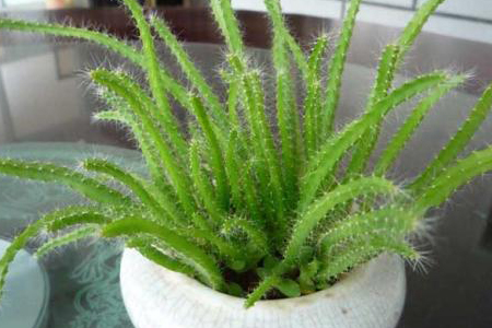 火龙果苗冬天怎么过冬视频