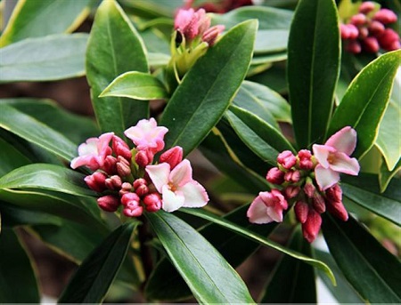 金边瑞香什么时候出花苞