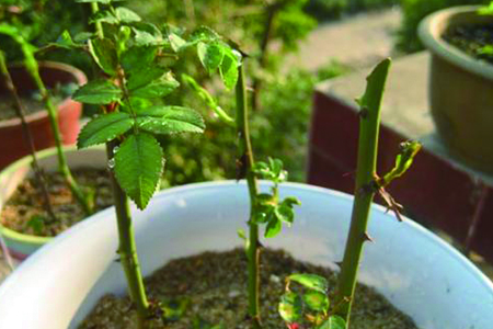 玫瑰花没有根能养活吗