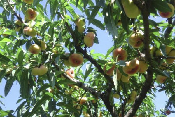 蟠桃的主要品种(蟠桃的主要品种有哪些?)