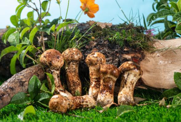 新鲜松茸跟干松茸