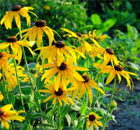 黑心菊开花及欣赏方法