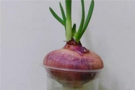洋葱水养花的功效与作用