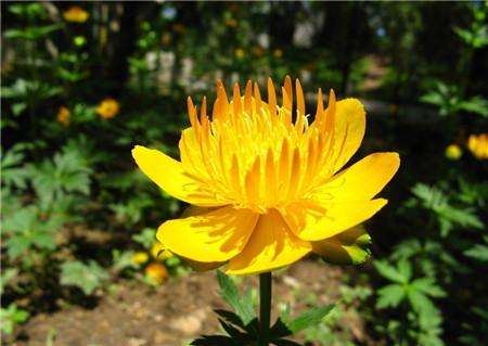 金莲花怎么养护