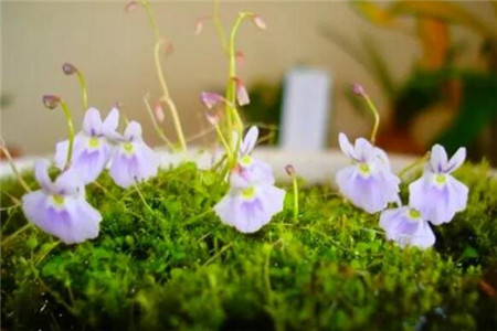 哪些花会吃虫子