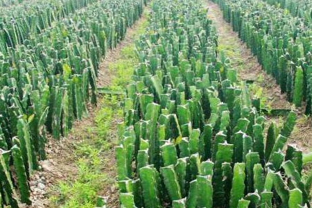 火龙果苗冬天怎么过冬视频