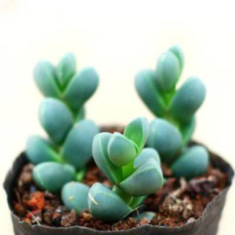 鹿角海棠用什么肥料