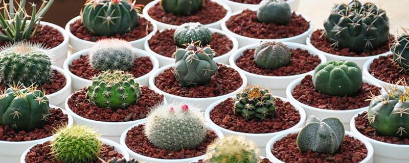 仙人球几天浇一次水(仙人球几天浇一次水夏天)