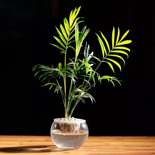 哪种花吸甲醛好