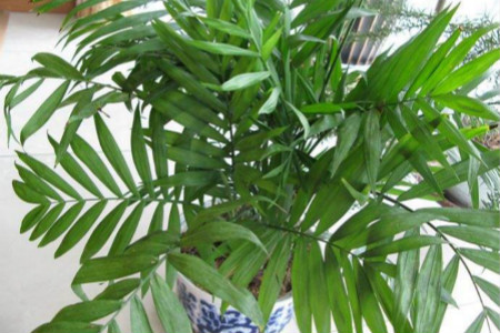 夏威夷竹子怎么修剪枝条