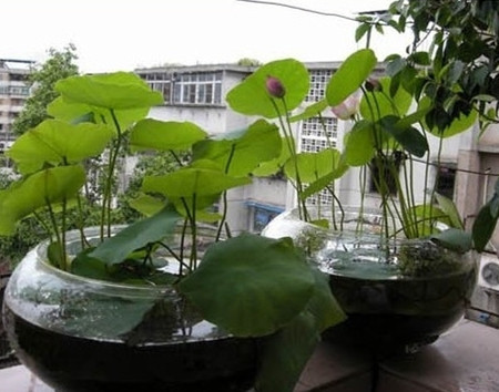 碗莲的水培方法和注意事项