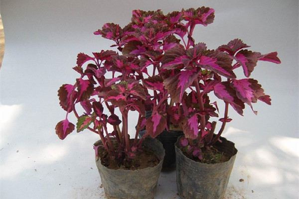 彩叶草怎么播种(彩叶草怎么播种方法)