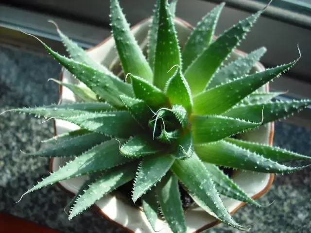 哪种花吸甲醛好