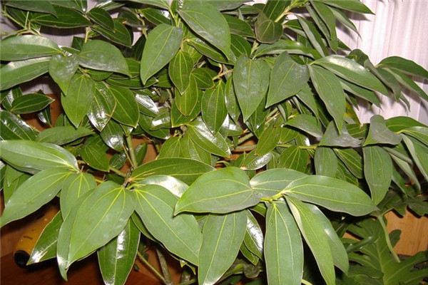 平安树的病害防治(平安树的病害都有哪些怎么治疗)