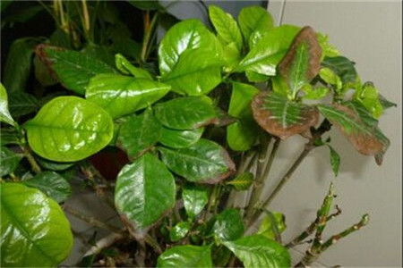 栀子花不开是怎么回事