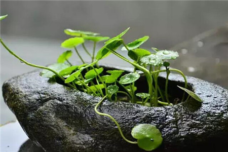 路边捡的石头可以放鱼缸吗