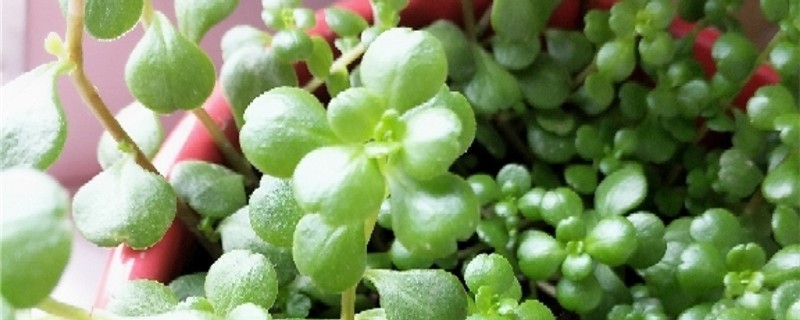 凹叶景天的养殖方法和注意事项(凹叶景天怎么养)