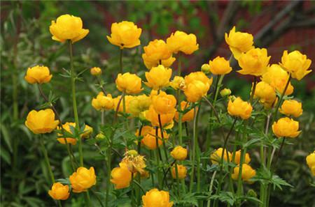 金莲花怎么养护