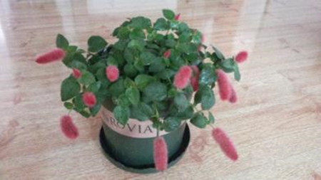 红色狗尾草叫什么