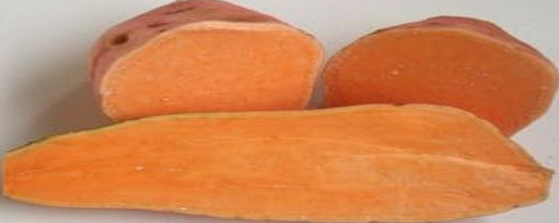 西瓜红红薯的生长特性(西瓜红薯苗特点)