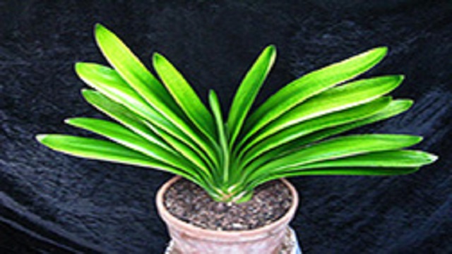 怎么让君子兰叶子油绿光亮