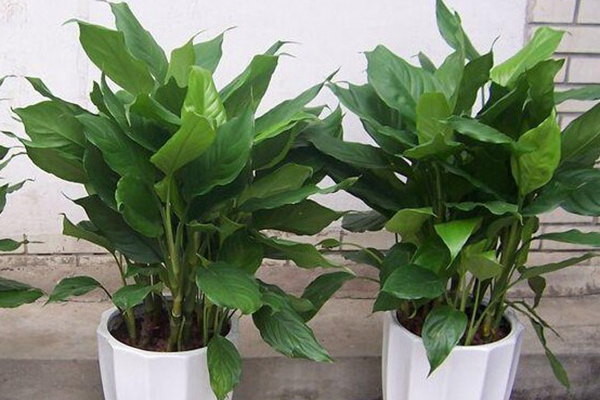 让花长得壮的3种“重口味”肥料洒1勺植物叶子肥大绿油油！(让花苗粗壮用什么肥料)