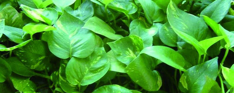 绿萝叶子冻死了怎么办(绿萝叶子冻伤了怎么办)