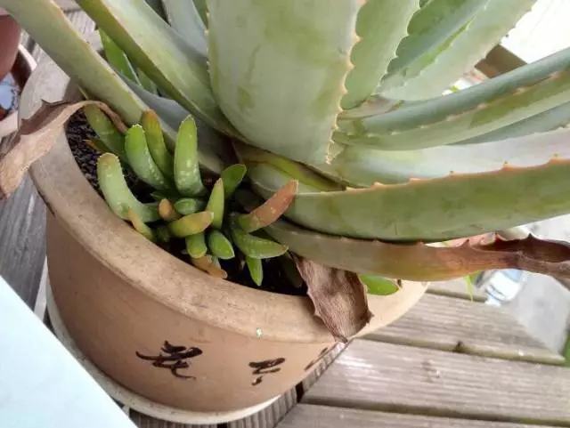 哪种花吸甲醛好