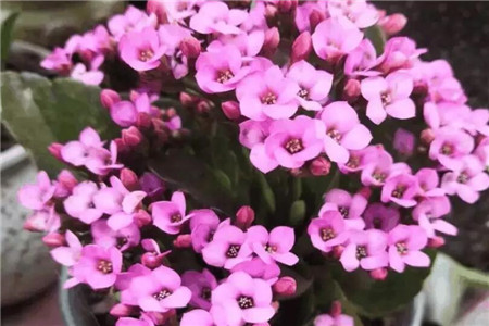 朋友搬新家送绿植好吗