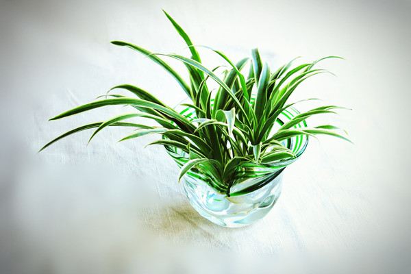 常见水培植物及养护方法(水培植物有哪些好养活)