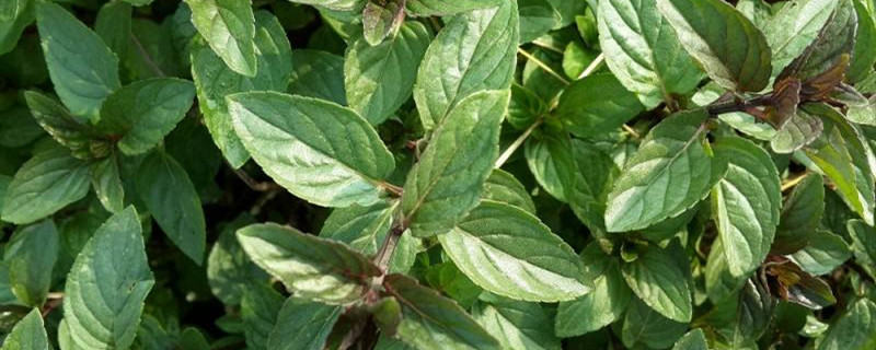 胡椒薄荷怎么养(胡椒薄荷怎么养好)