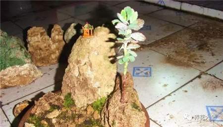 扔花盆有什么忌讳