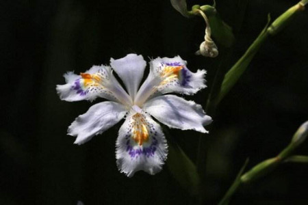 白蝴蝶花长什么样