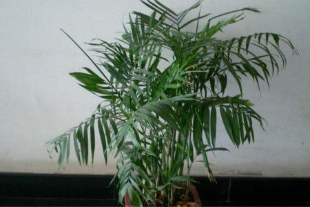 夏威夷竹子怎么修剪枝条